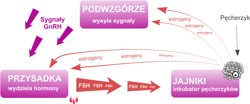 Hormonal_transformation1