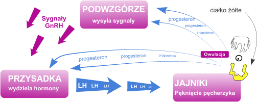 Hormonal_transformation2