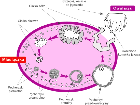 Ovulation_facts_miths1